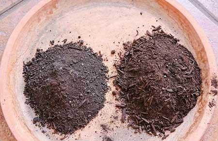 室内植物的养护