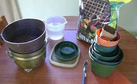 室内植物的养护