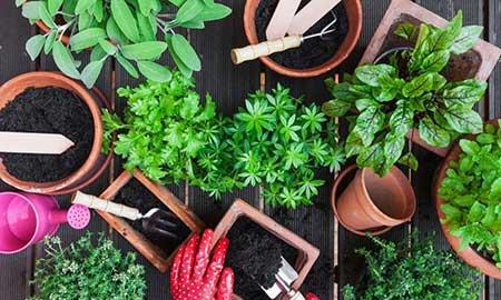 室内植物的养护