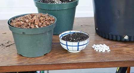 室内植物的养护