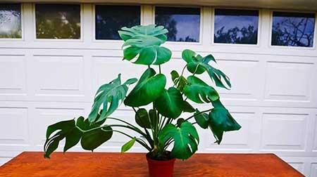 室内植物的养护