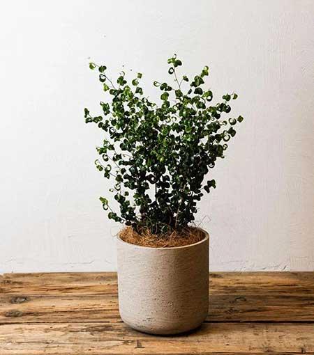 室内养殖的绿植有哪些