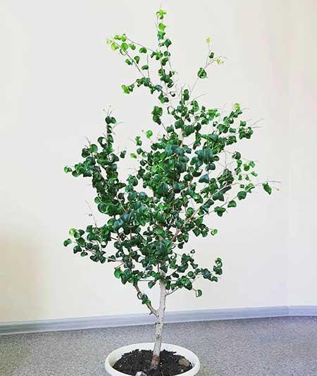 室内养殖的绿植有哪些