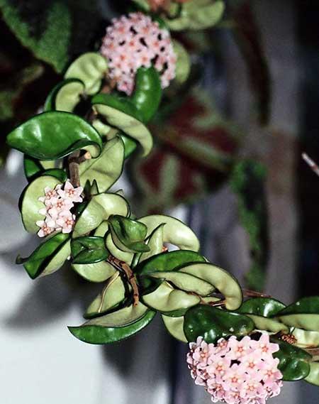 室内养殖的绿植有哪些