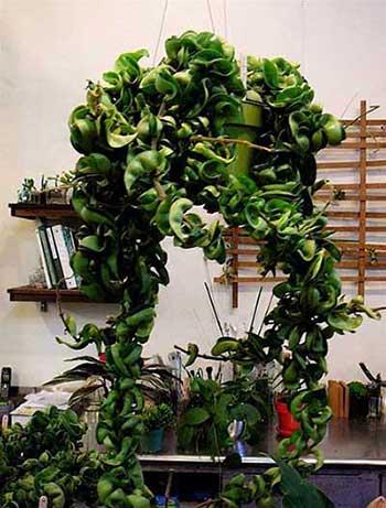 室内养殖的绿植有哪些