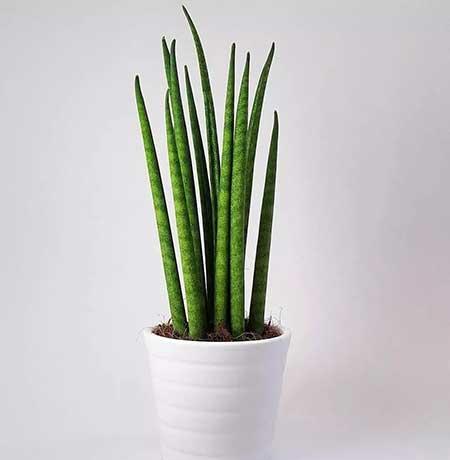 室内养殖的绿植有哪些