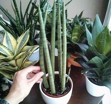 室内养殖的绿植有哪些