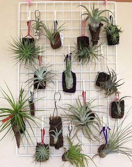 室内养殖的绿植有哪些