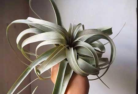 室内养殖的绿植有哪些