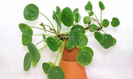 室内养殖的绿植有哪些