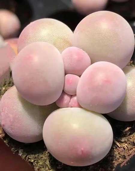 室内养什么花对睡眠好