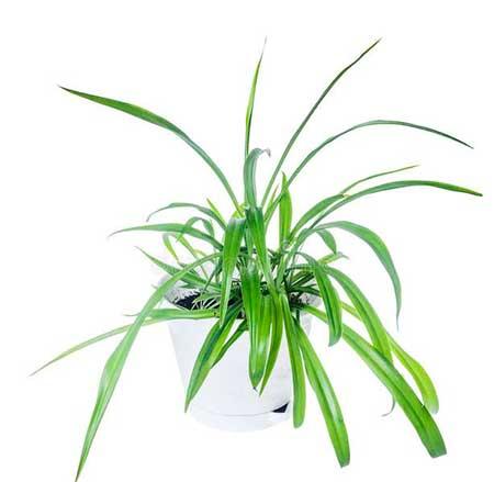 室内养什么花对睡眠好