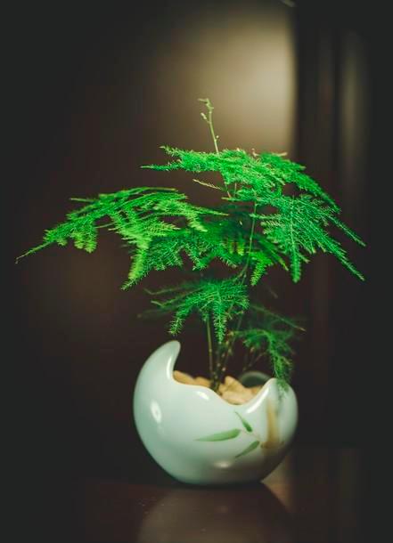 室内养什么花对睡眠好