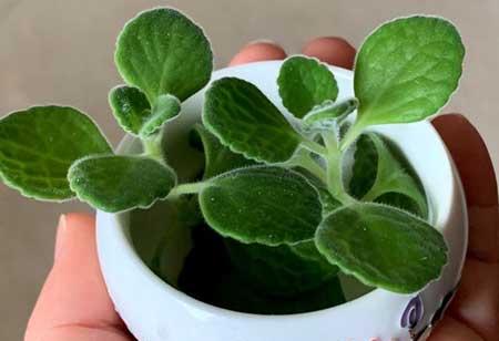 室内养什么花对睡眠好