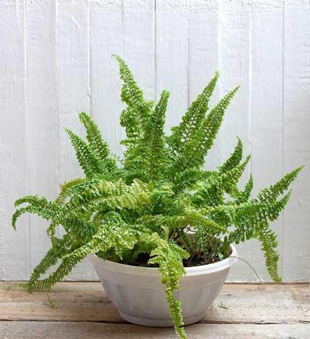 室内养什么花对睡眠好