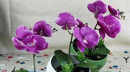 室内养什么花对睡眠好