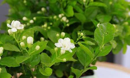 室内养什么花对睡眠好