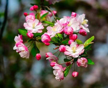 室内养什么花对睡眠好