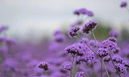 室内养什么花对睡眠好