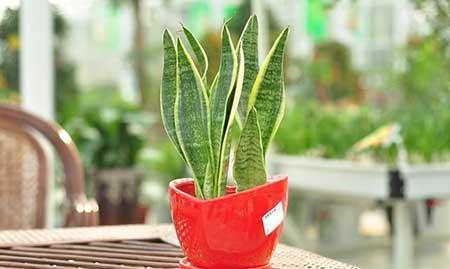 室内养什么花对睡眠好