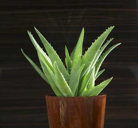 室内养什么花对睡眠好