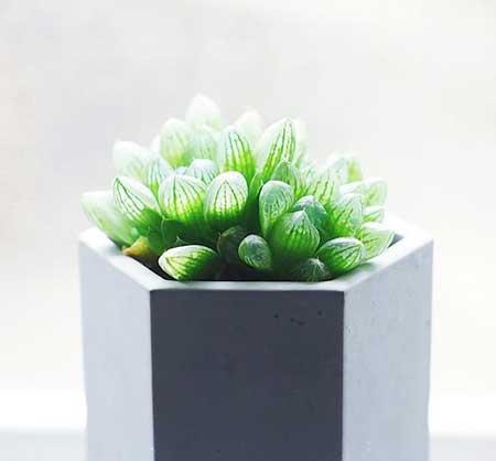 室内养什么花对睡眠好