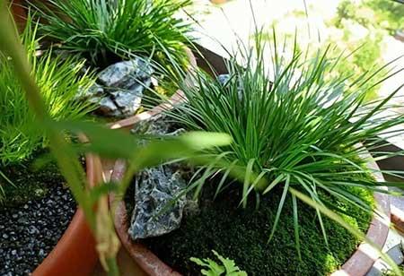 室内养啥绿植好