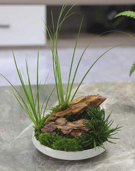 室内养啥绿植好