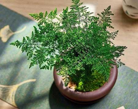 室内养啥绿植好