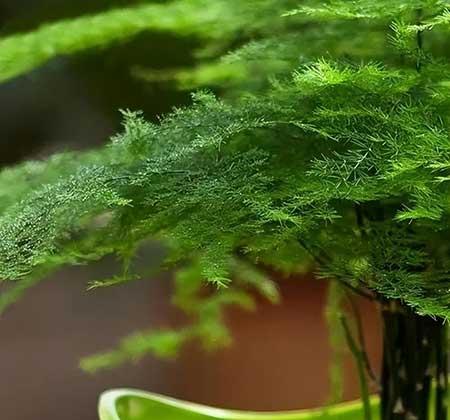 室内养啥绿植好