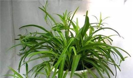 室内养盆栽有什么讲究