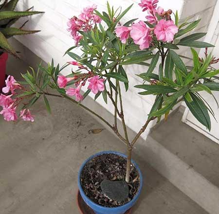 室内养盆栽有什么讲究