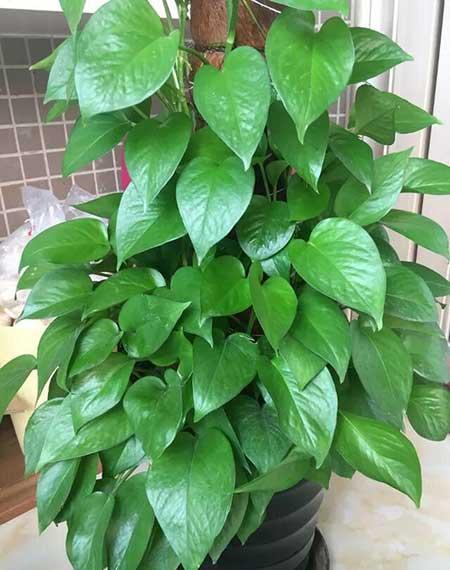 室内养盆栽有什么讲究