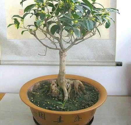 室内养盆栽有什么讲究