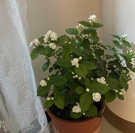 室内养的香味植物