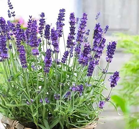 室内养的香味植物