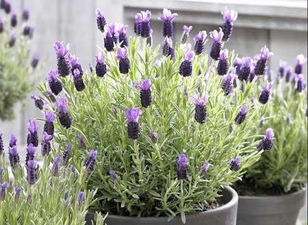 室内养的香味植物