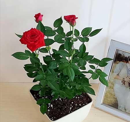 室内养的香味植物