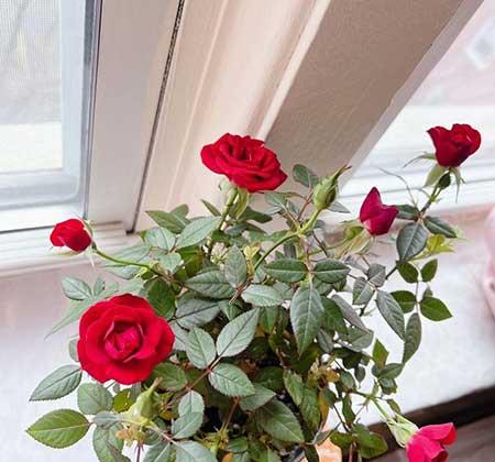 室内养的香味植物