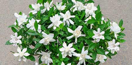 室内养的香味植物