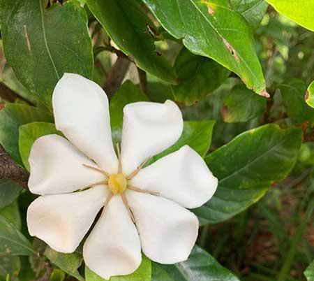 室内养的香味植物