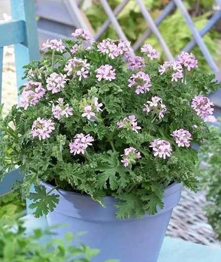 室内养的香味植物