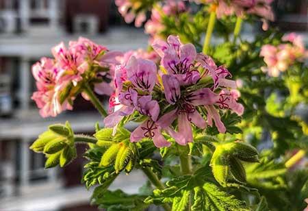 室内养的香味植物
