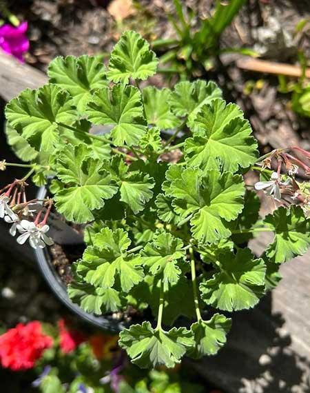室内养的香味植物