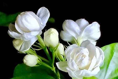 室内养的香味植物