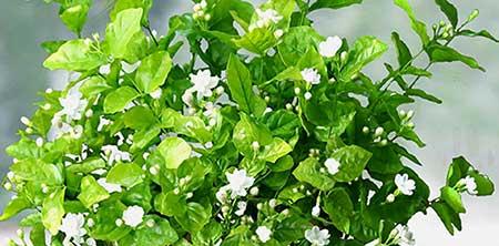 室内养的香味植物