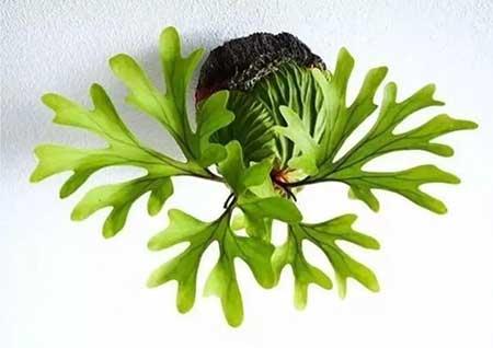 室内无阳光直射养什么花