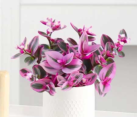 室内无阳光直射养什么花