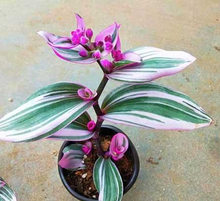 室内无阳光直射养什么花