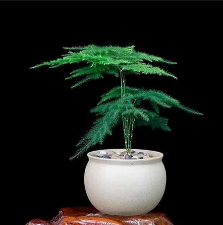 室内无阳光直射养什么花